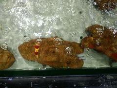 android_upload_pic-渔傅·蓝海岸霞浦海鲜(正祥店)