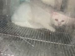 -瑞鹏·疫苗·绝育·宠物医院(金沙洲店)