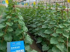 -上膳源有机农场