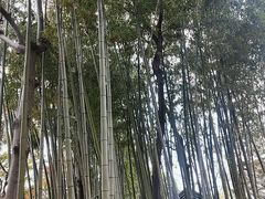 -秋霞圃