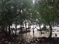 -宝安西湾红树林湿地公园