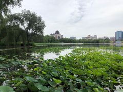 -莲花池公园