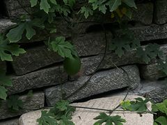-斯多格书乡(北京大学畅春园店)