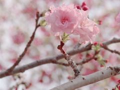 -天适樱花悠乐园