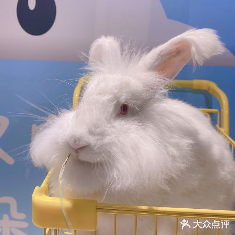 郑州安哥拉巨兔博物馆 最近郑州很火的一家店