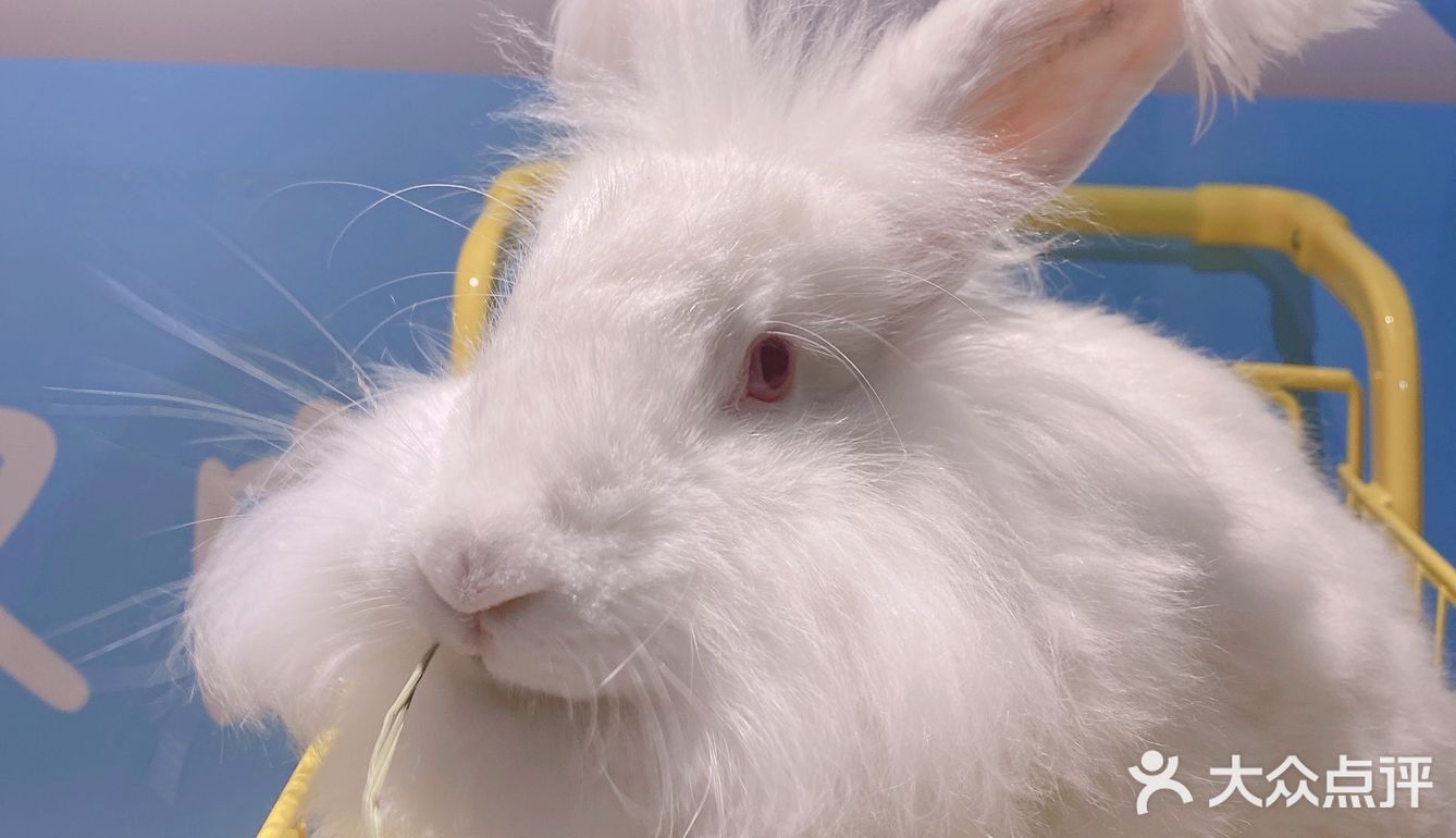 郑州安哥拉巨兔博物馆 最近郑州很火的一家店