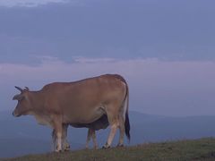 -大姆山草场