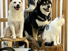 -柴迷FANS CLUB·柴犬狗咖·猫咖