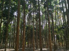 -中国科学院西双版纳热带植物园