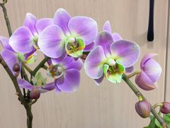 -龙大花卉苗木市场