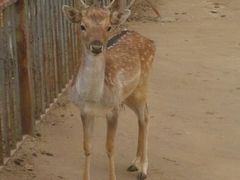 android_upload_pic-西安秦岭野生动物园