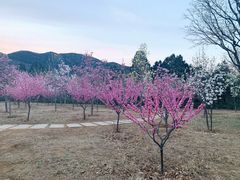 -北京西山国家森林公园