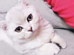 -佳怡动物医院·平价24小时·猫专科骨外科