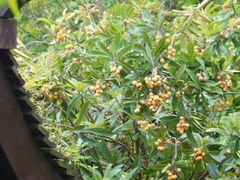 -中海·庐山西海君澜度假酒店·味屿全日制餐厅