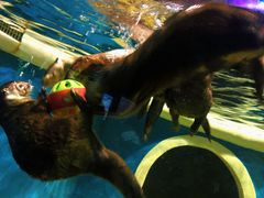 -成都浩海立方海洋公园