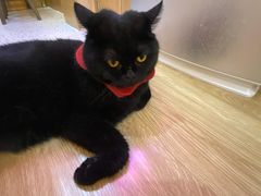 -滚猫咖啡·猫咖·猫友好撸猫(未来城店)
