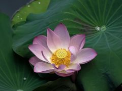 -荔湾湖公园