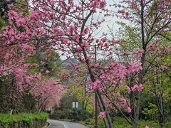 -杭州半山国家森林公园