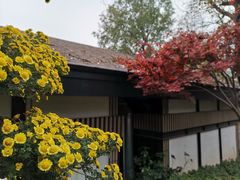 -MAMACHA妈妈茶(岳麓山店)