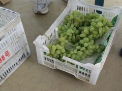 -句容丁庄亮晶晶葡萄采摘园