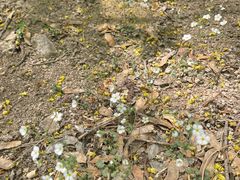 -北京鹫峰国家森林公园