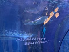 -重庆欢乐海底世界