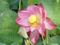 -野鸭湖国家湿地公园