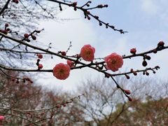 -杭州植物园
