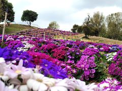 -松山湖梦幻百花洲