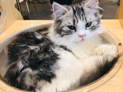 -飞行喵MR PILOT|猫舍·猫咖(静安大融城店)