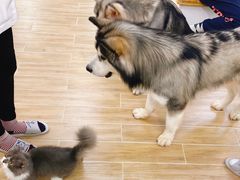 -李小姐の猫咖啡馆(五角场店)