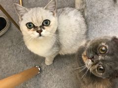 -豆老板的猫咖啡(碑林博物馆店)