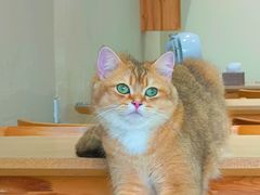 -藏猫猫咖啡主题馆(中央大道店)