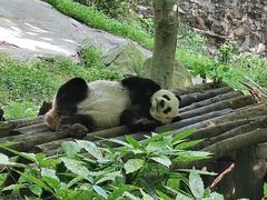 -都江堰中华大熊猫苑