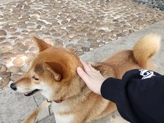 -柴犬高等学院·狗咖·柴犬售卖·宠物训练