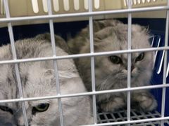 -纳吉亚猫专科动物诊疗中心(蒋宅口分院)