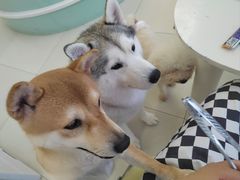 -怪兽屋·羊驼·猫咖·狗咖(俊华广场店)