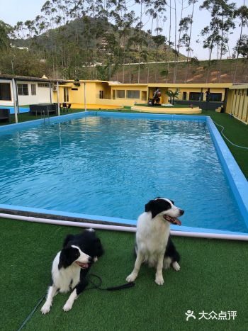 宠物也需要度假！狗狗们都爱玩的这里都有！