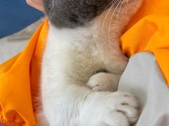 -囡的喵喵酱·萌宠生活馆·宠物洗护美容(胶州路店)