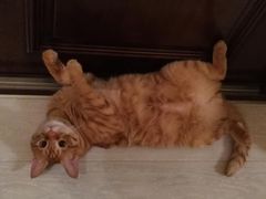 -纳吉亚猫专科动物诊疗中心(蒋宅口分院)