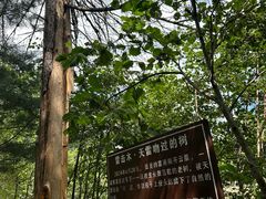 -汤旺河林海奇石景区