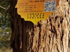 -金塔沙漠胡杨林景区