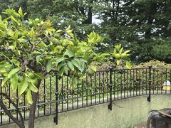 -三鹰之森吉卜力美术馆