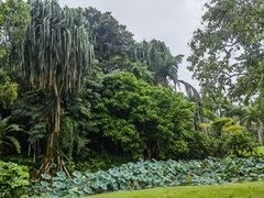 -中国科学院西双版纳热带植物园