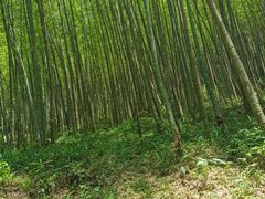 -广州市石门国家森林公园