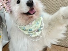 -星多哈·狗咖·拼豆·咖啡