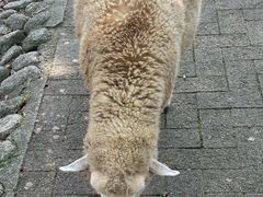 -神户市立六甲山牧场