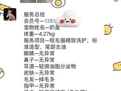 -momokira米努特·德文卷毛猫·棉花面纱犬