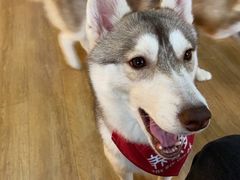 -Husky Go! 哈士奇体验馆·宠物咖啡厅狗咖