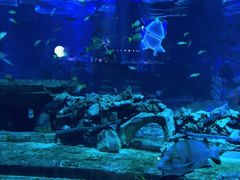 -亚特兰蒂斯•OSSIANO奥西亚诺海底餐厅